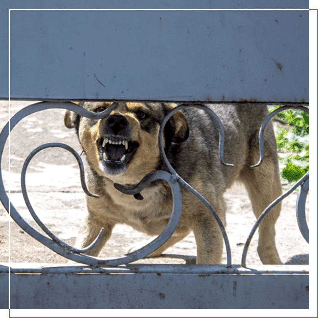 A dog is barking through the fence of his enclosure.